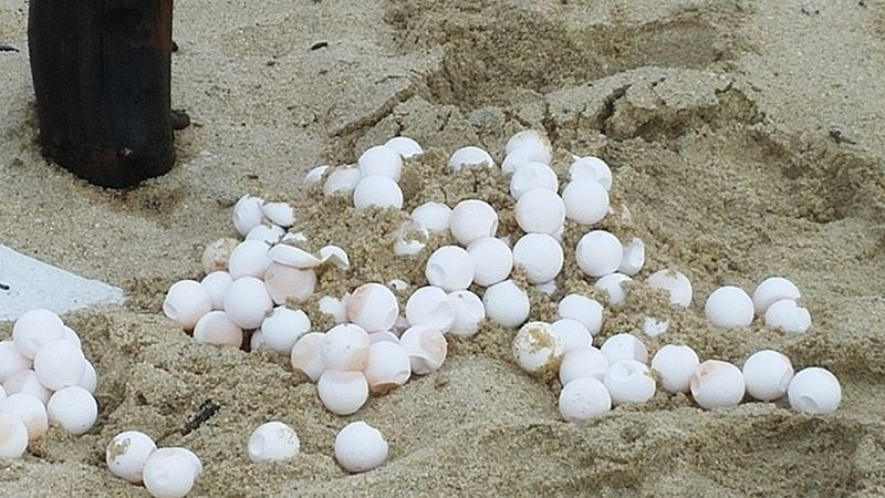 Rescued sea turtle eggs